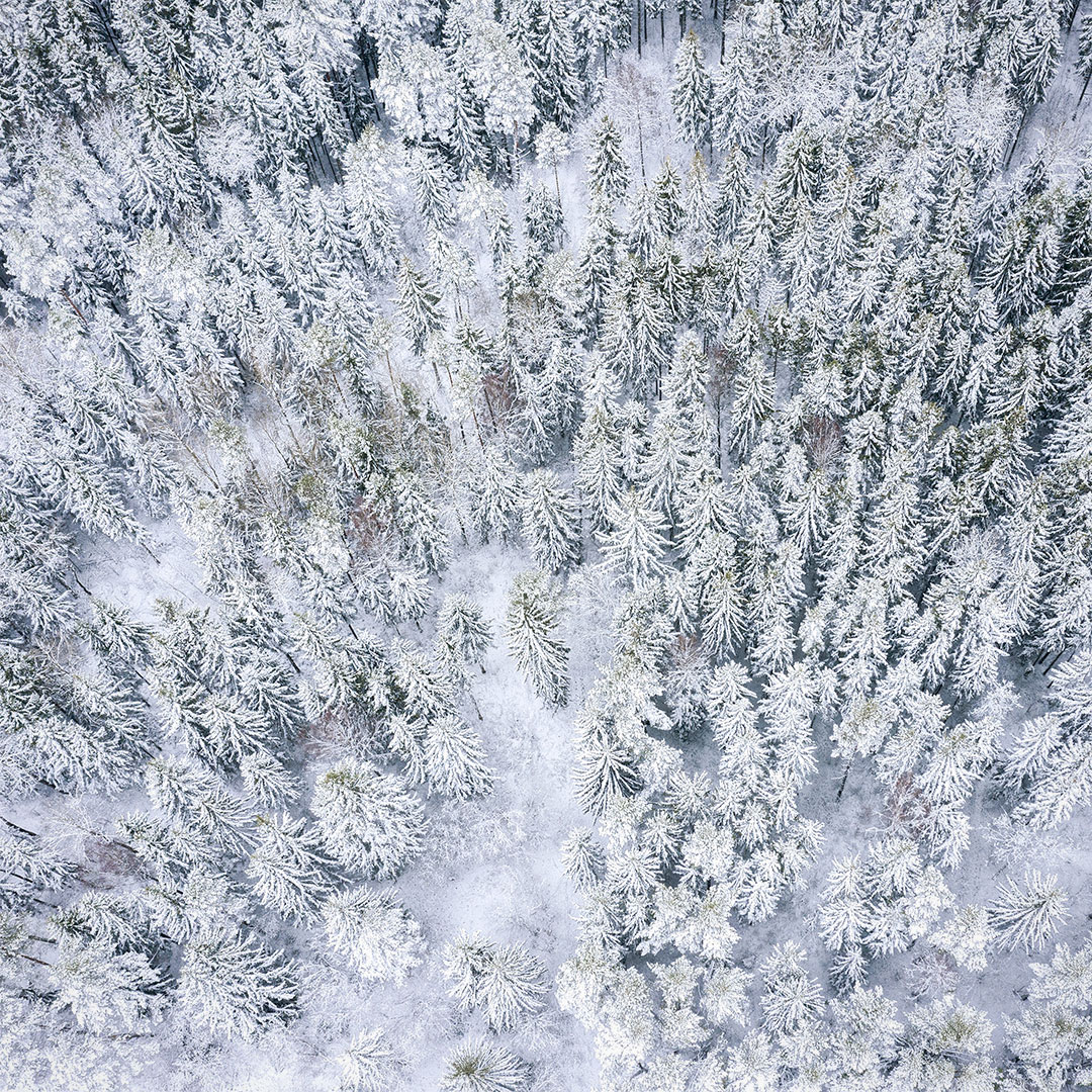 essential-winter-woods-mobi