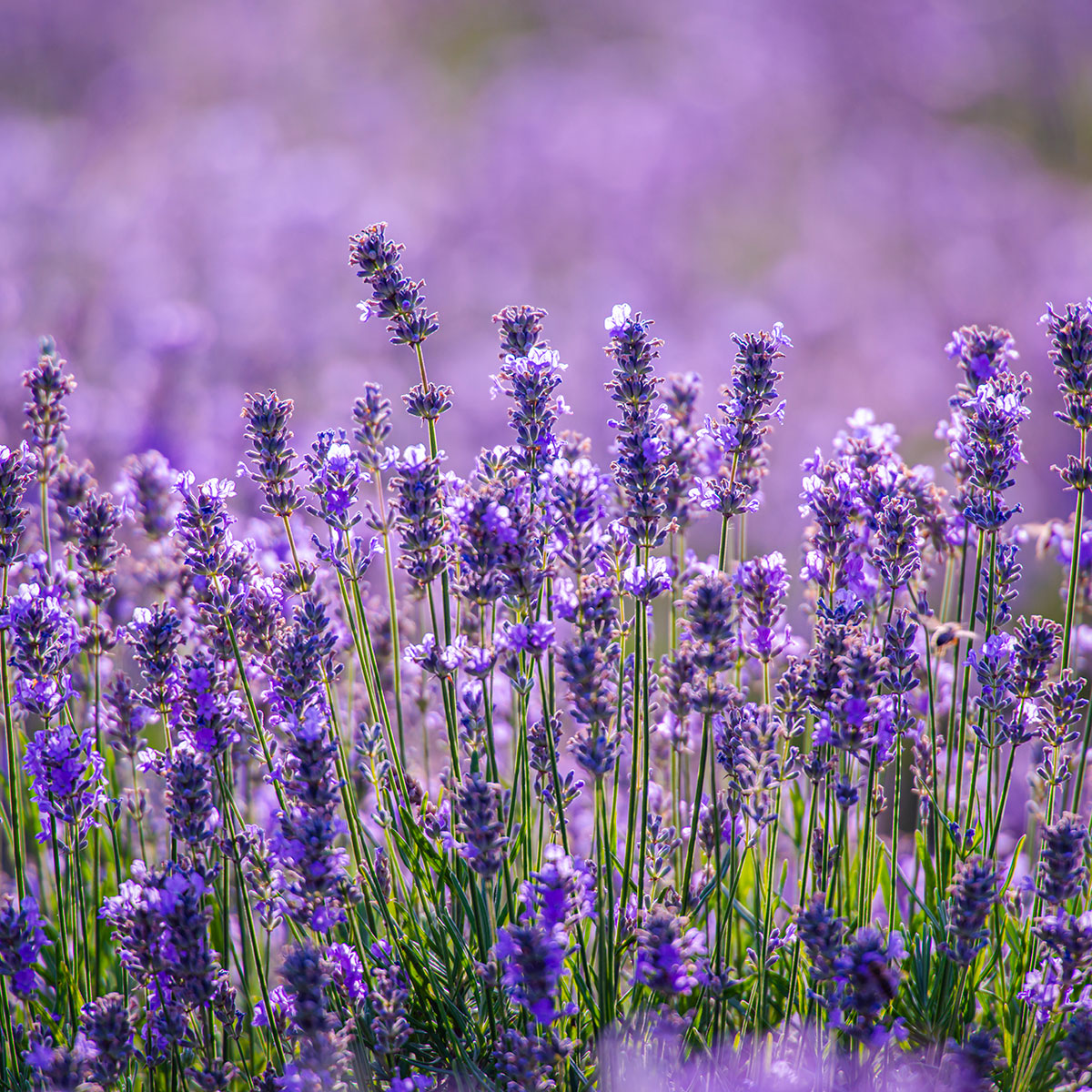 Essential-Lavanda-mobi