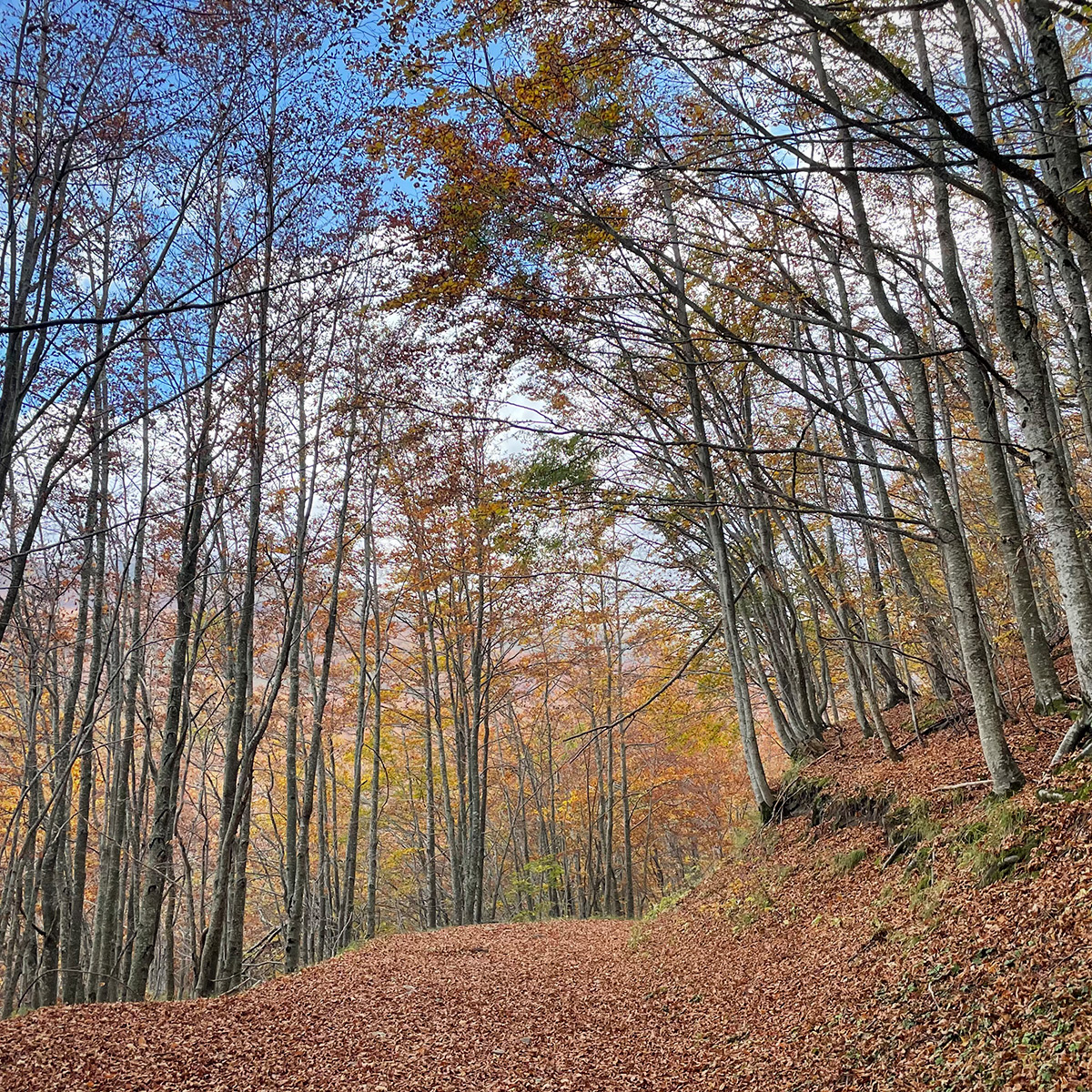 essential-autumn-mobi